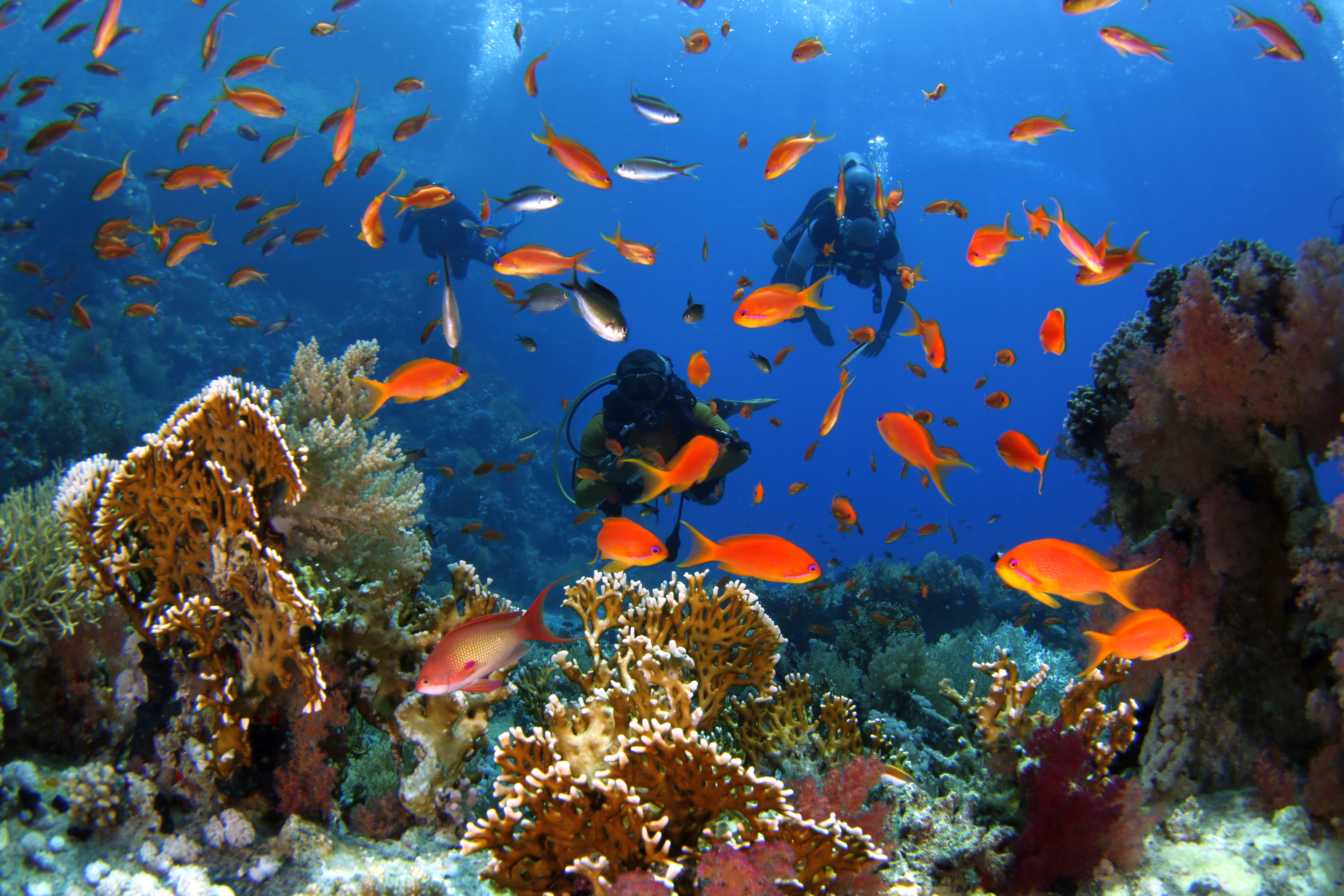 Divemaster