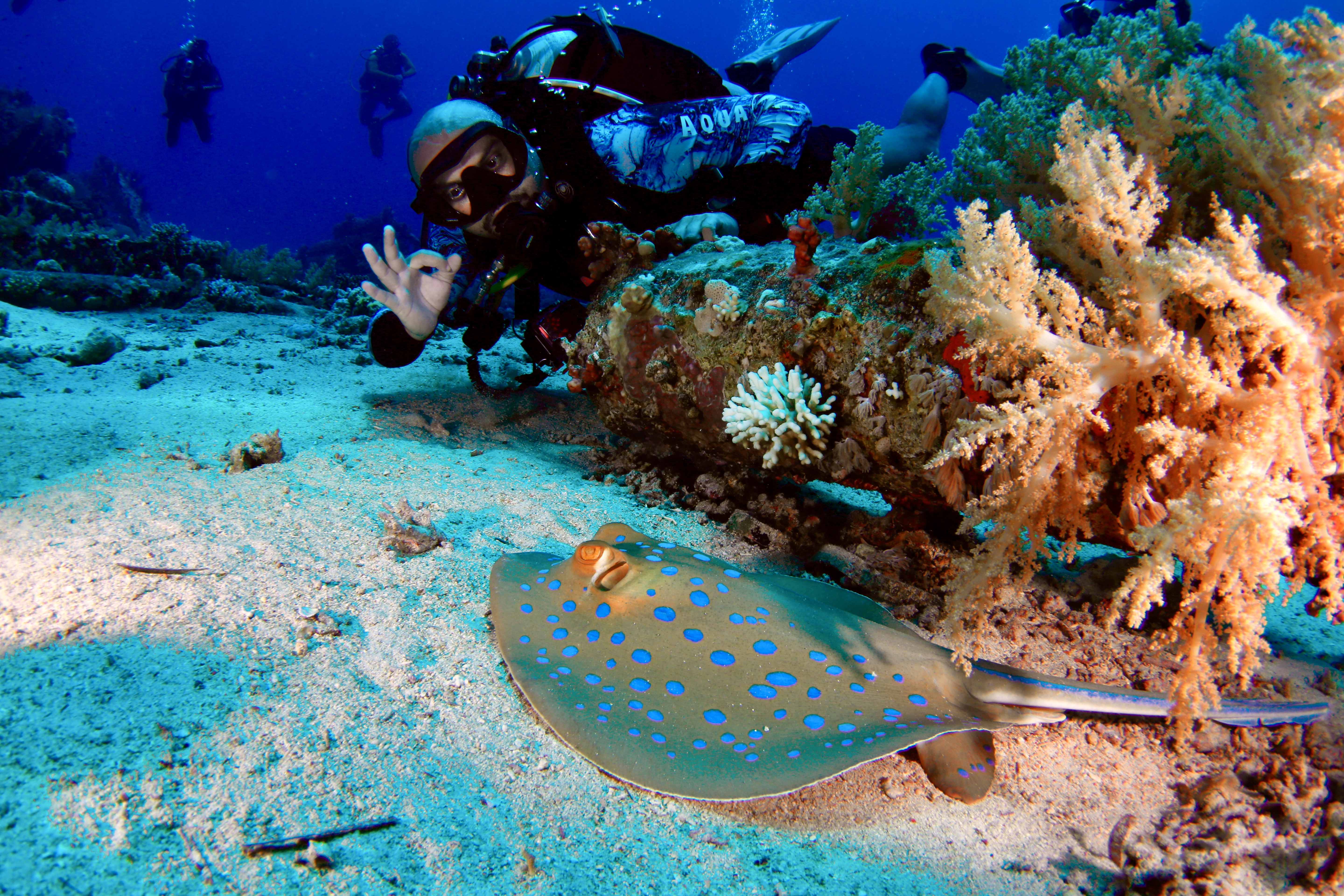 Diving photo 8