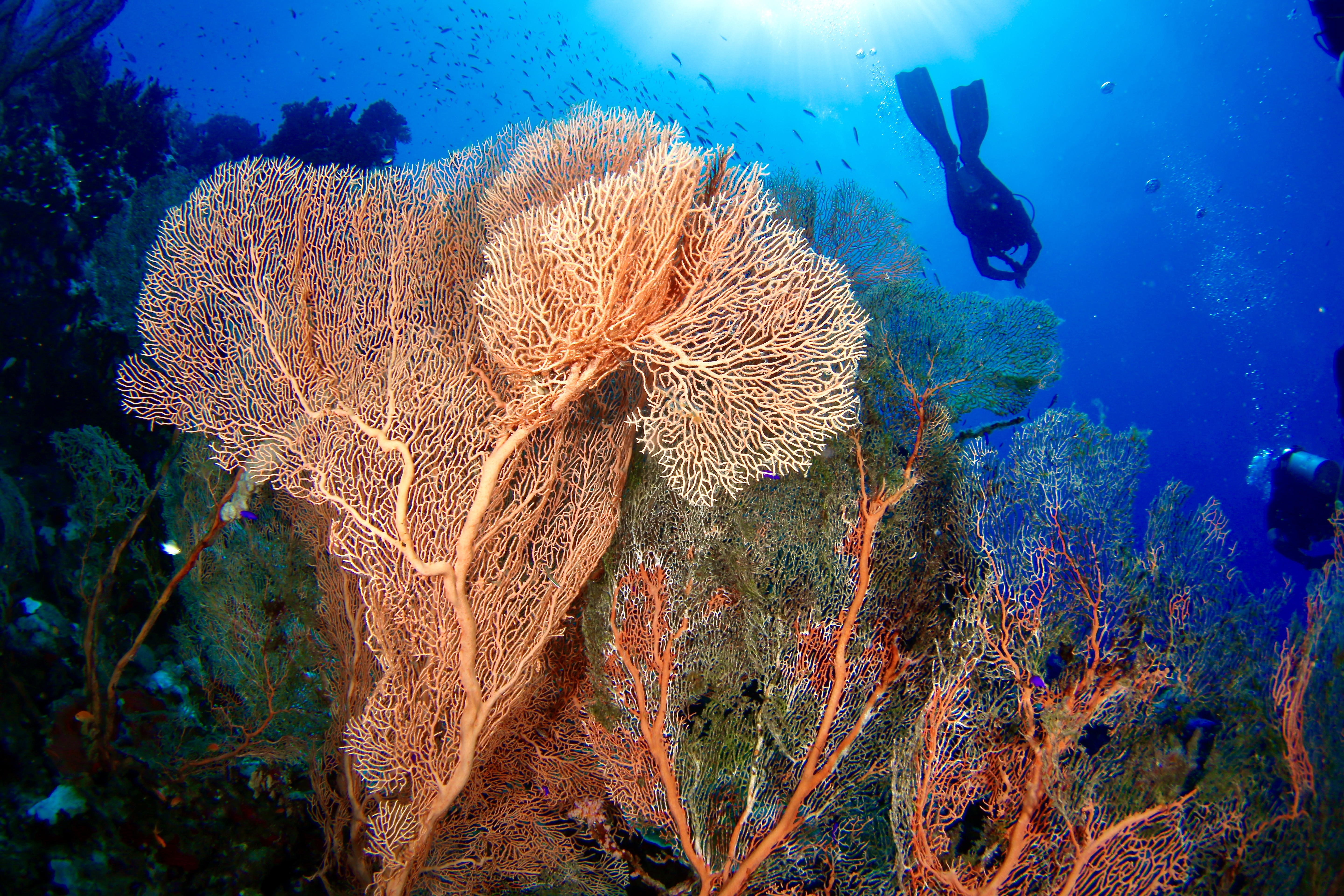 Diving photo 6